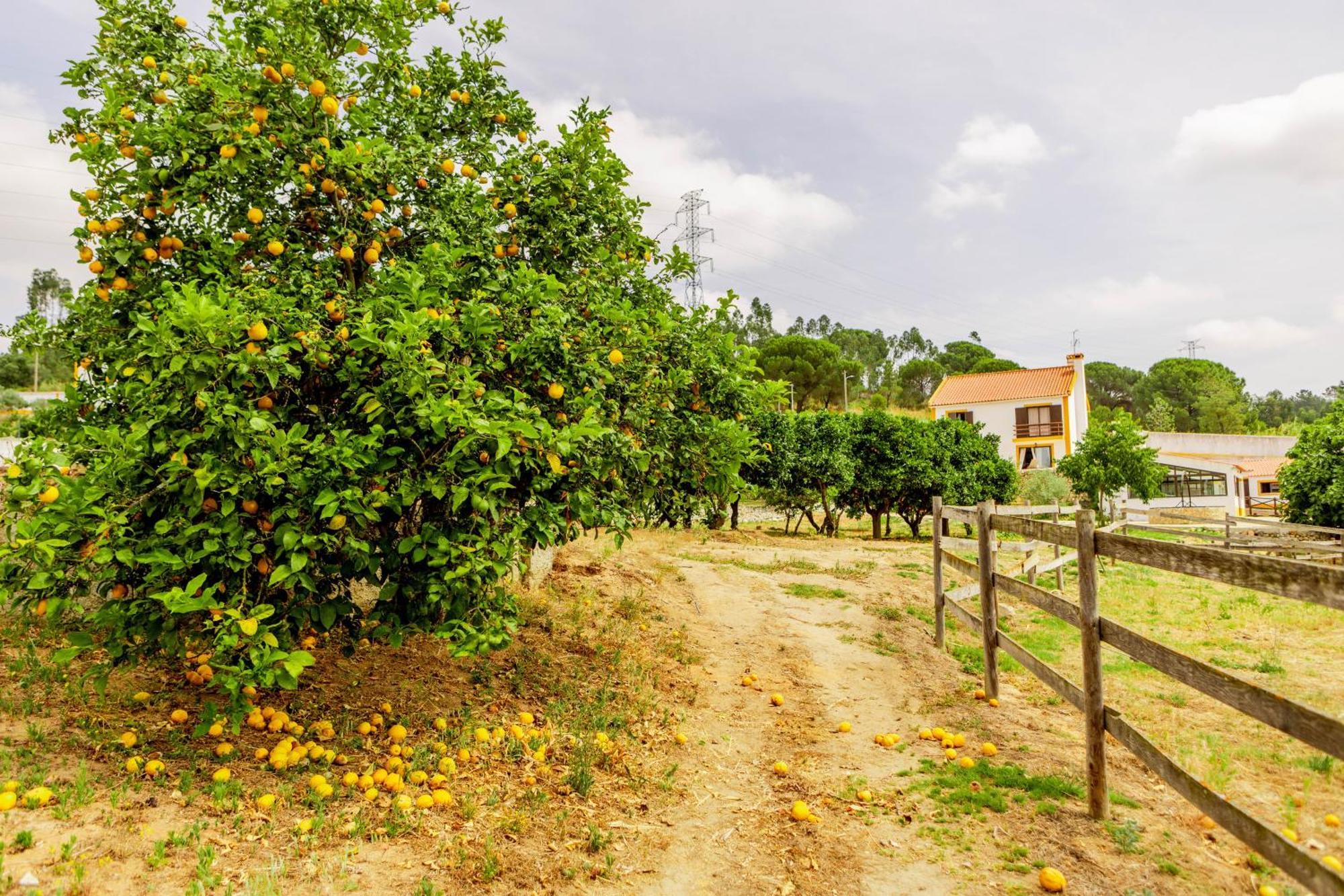 Villa Quinta O Refugio Azambuja Esterno foto